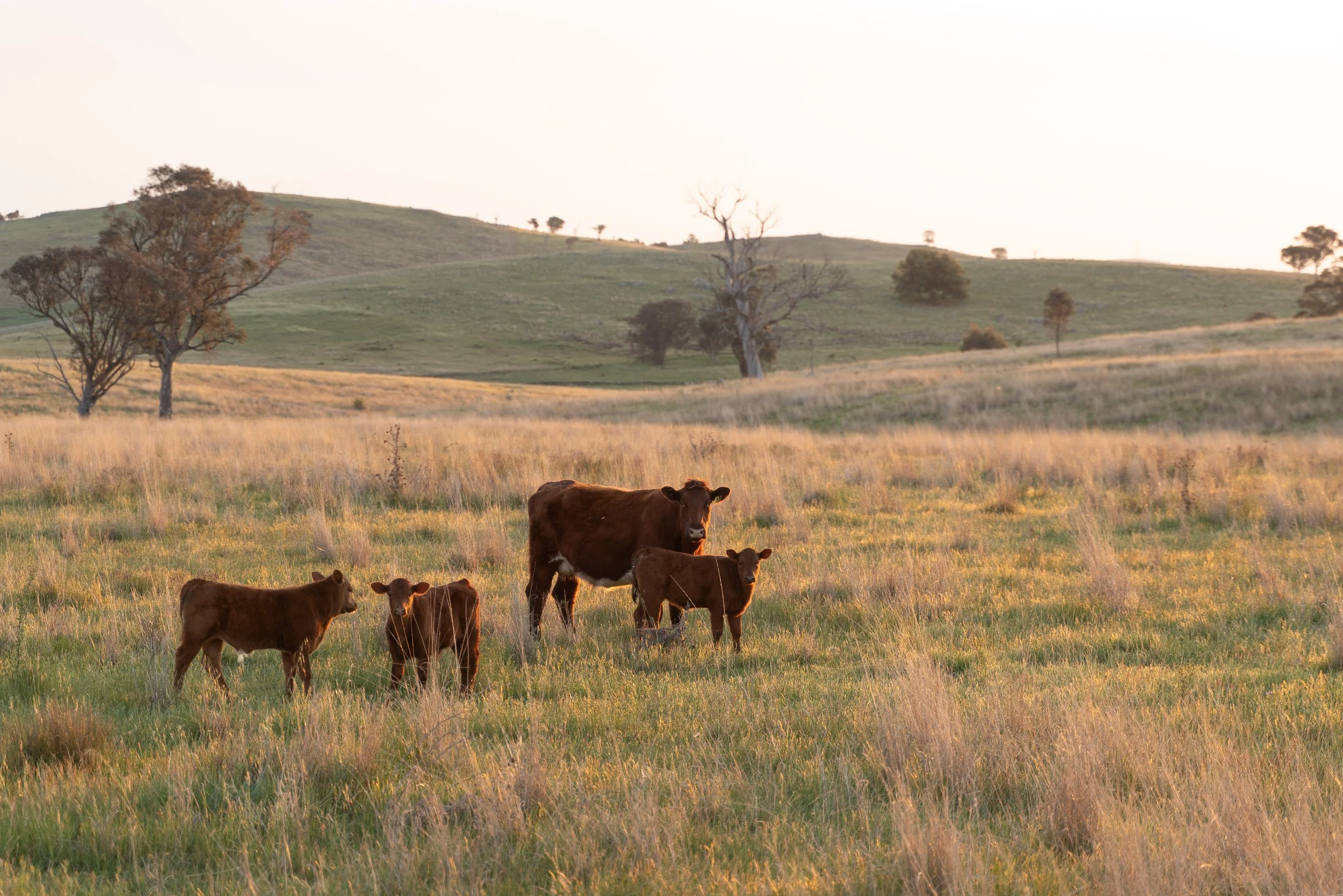 Little Plains-26.jpg