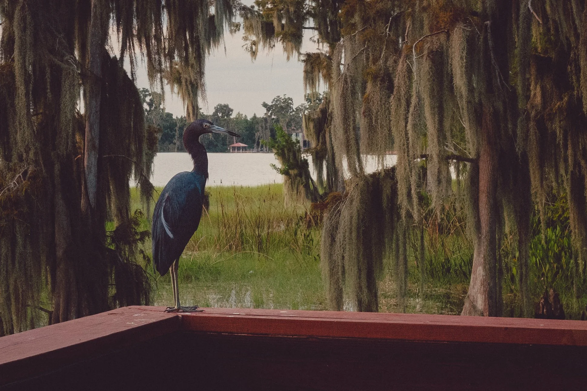 BlueHeron.jpg