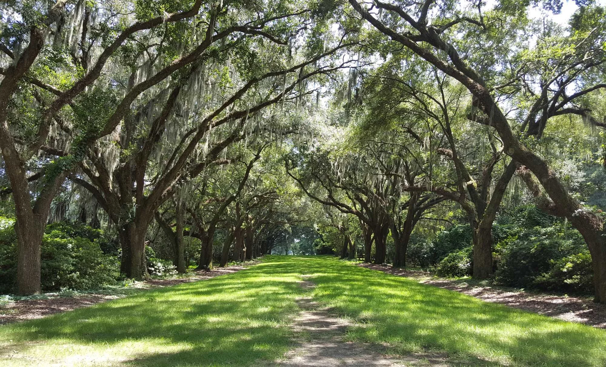 Avenue of live oaks at Charles Towne Landing State Historic Site in West Ashley, Charleston SC