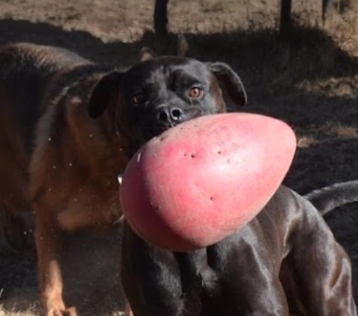 Dinesh Jayabalan.png