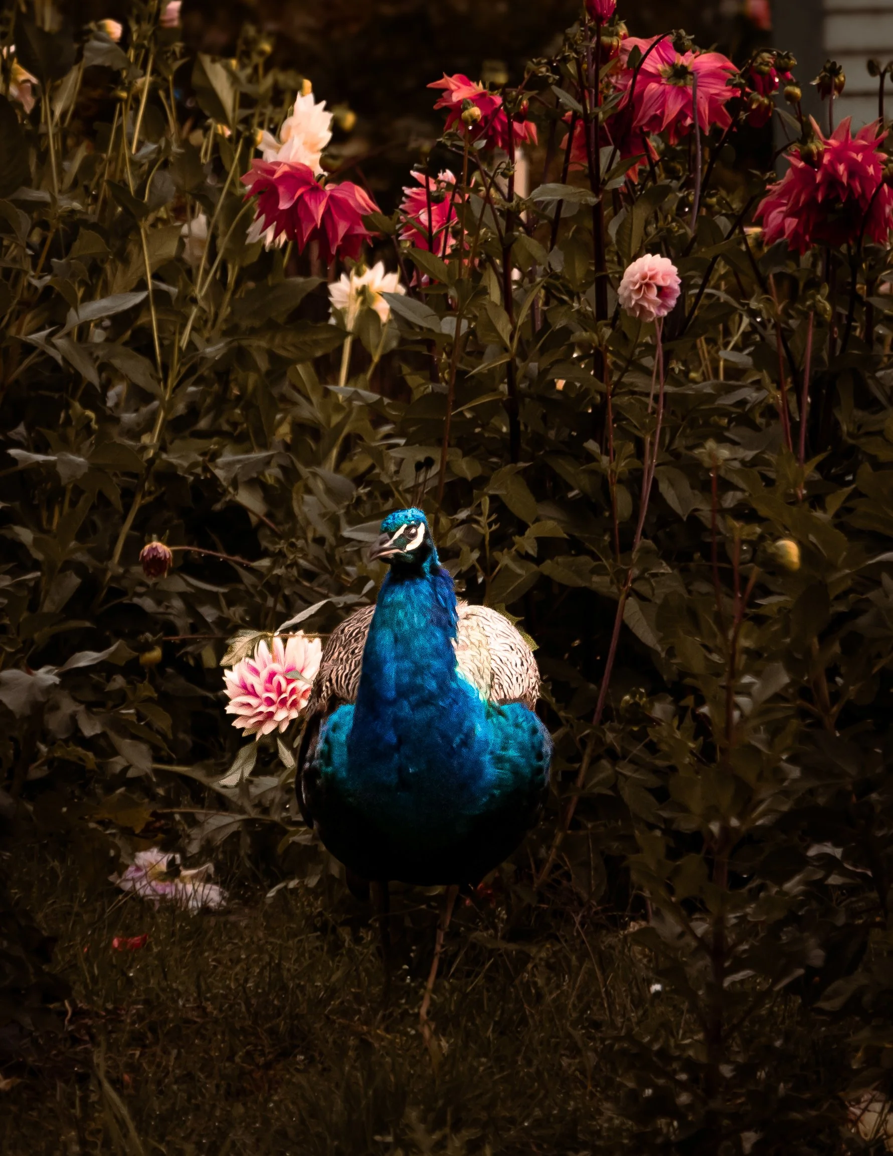 Obsidian Sapphire-3.jpg