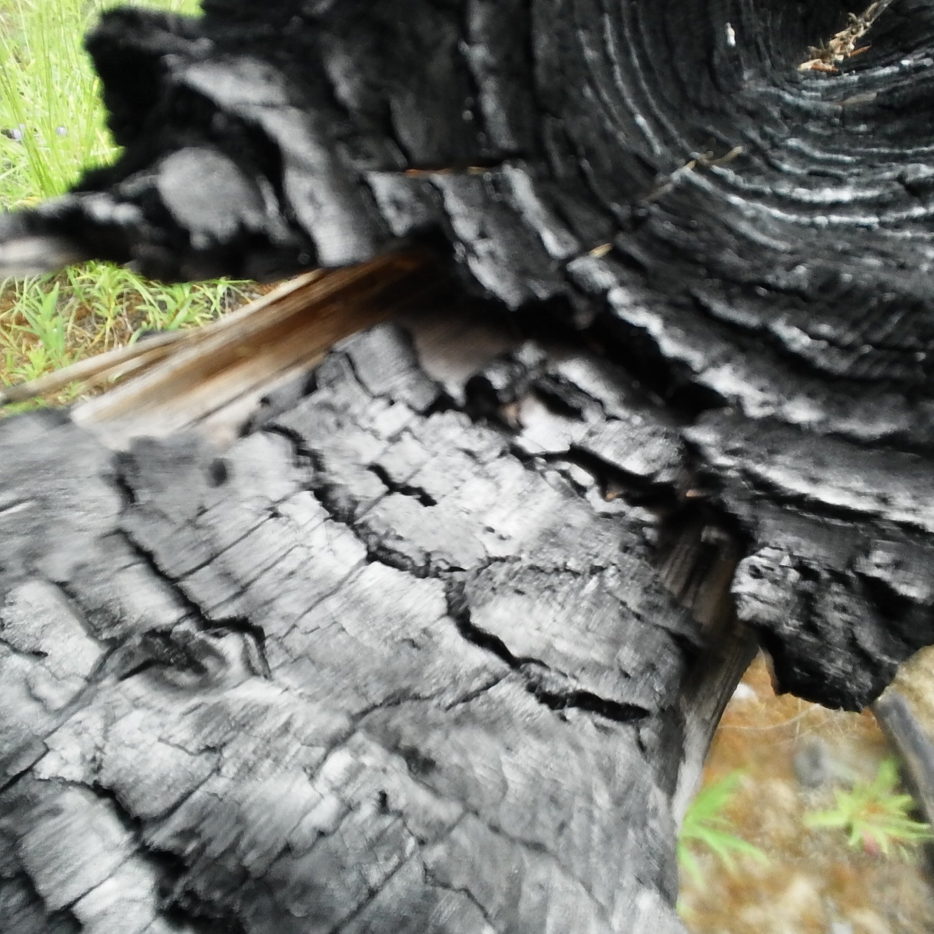 On Cancer, Photography and the Anthropocene