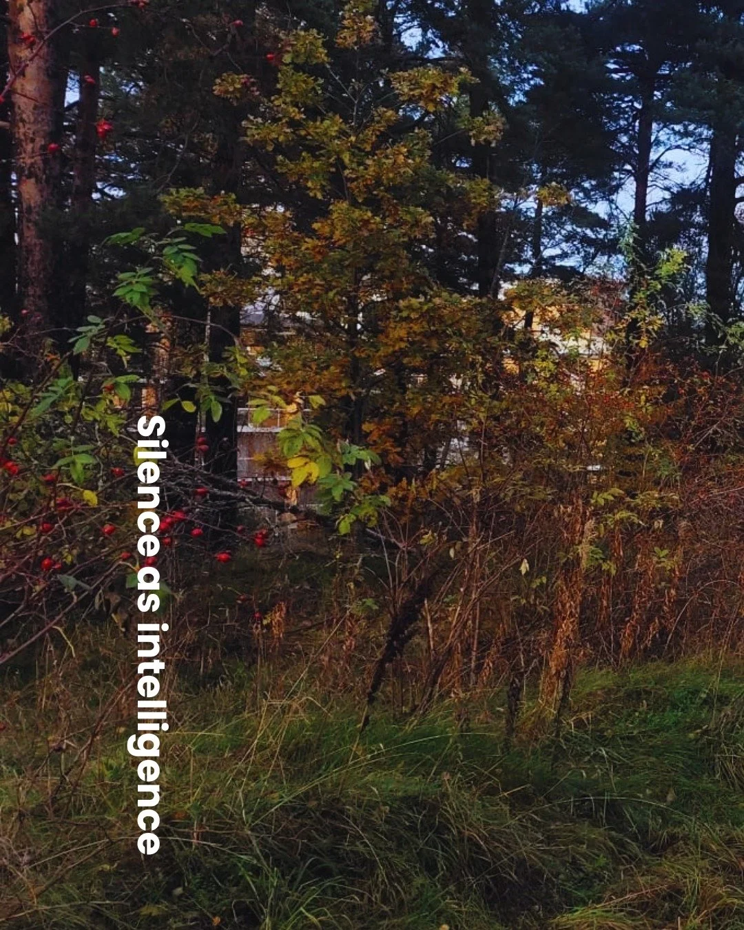 Silence as intelligence

AI is not replacing you. It is revealing what you&rsquo;ve been avoiding noticing.

In nature, silence is not empty, it is structured.

But in human life, we often treat silence as absence rather than information.

We fill ev