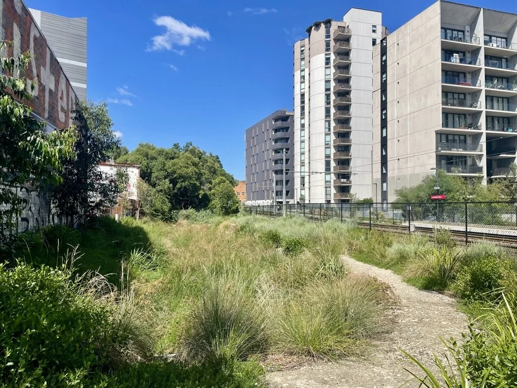 Rehabilitated wetland Sydney GreenWay