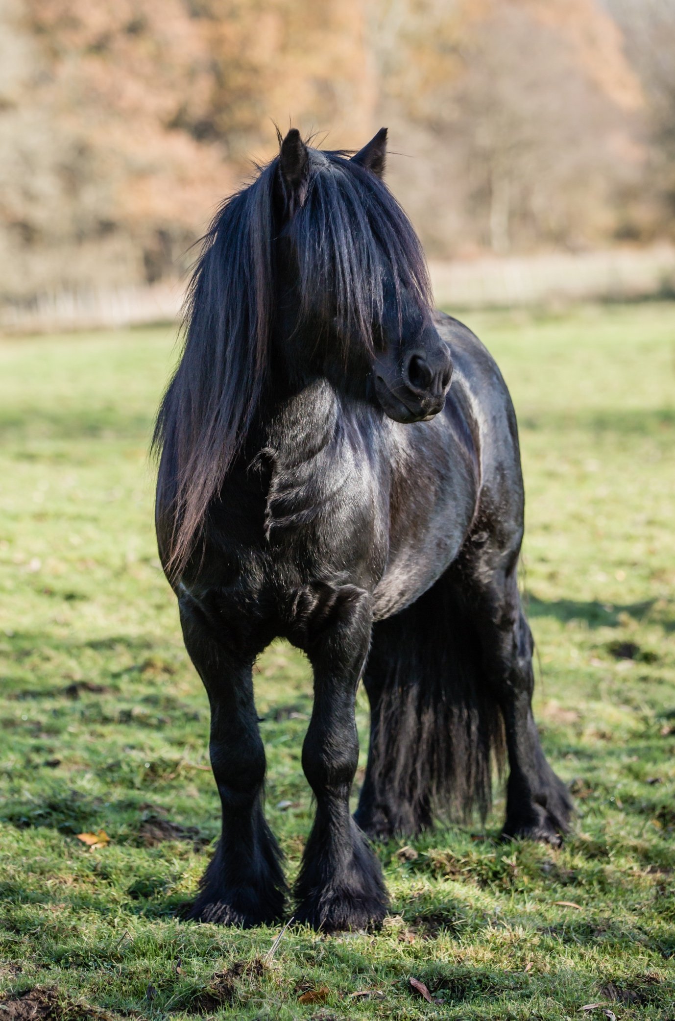 A black draft horse standing on grass with trees in the background.