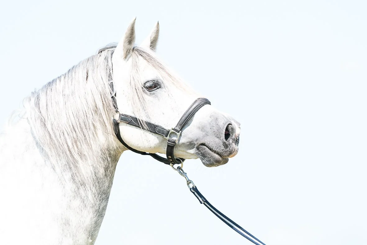 Profile of a white horse with a black halter against a light sky background.