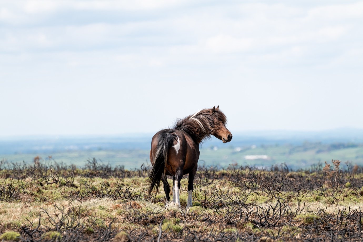 A brown and white horse standing in a grassy field with burnt vegetation, under a cloudy sky.
