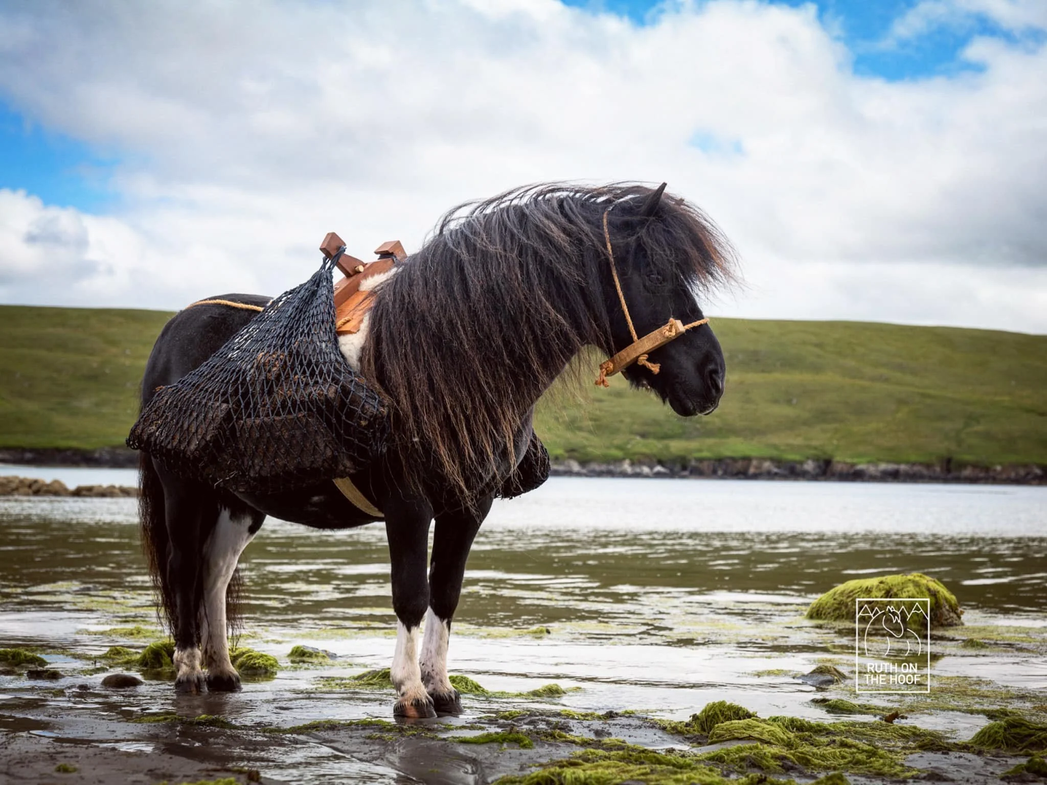 A black and white pony standing in shallow water with mossy rocks, carrying a saddle and black netting on its back, in a grassy landscape with a cloudy sky.