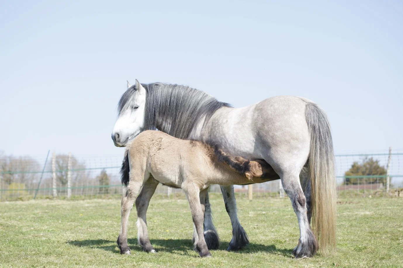A gray and white horse and a foal nursing in a grassy field with a fence and trees in the background.