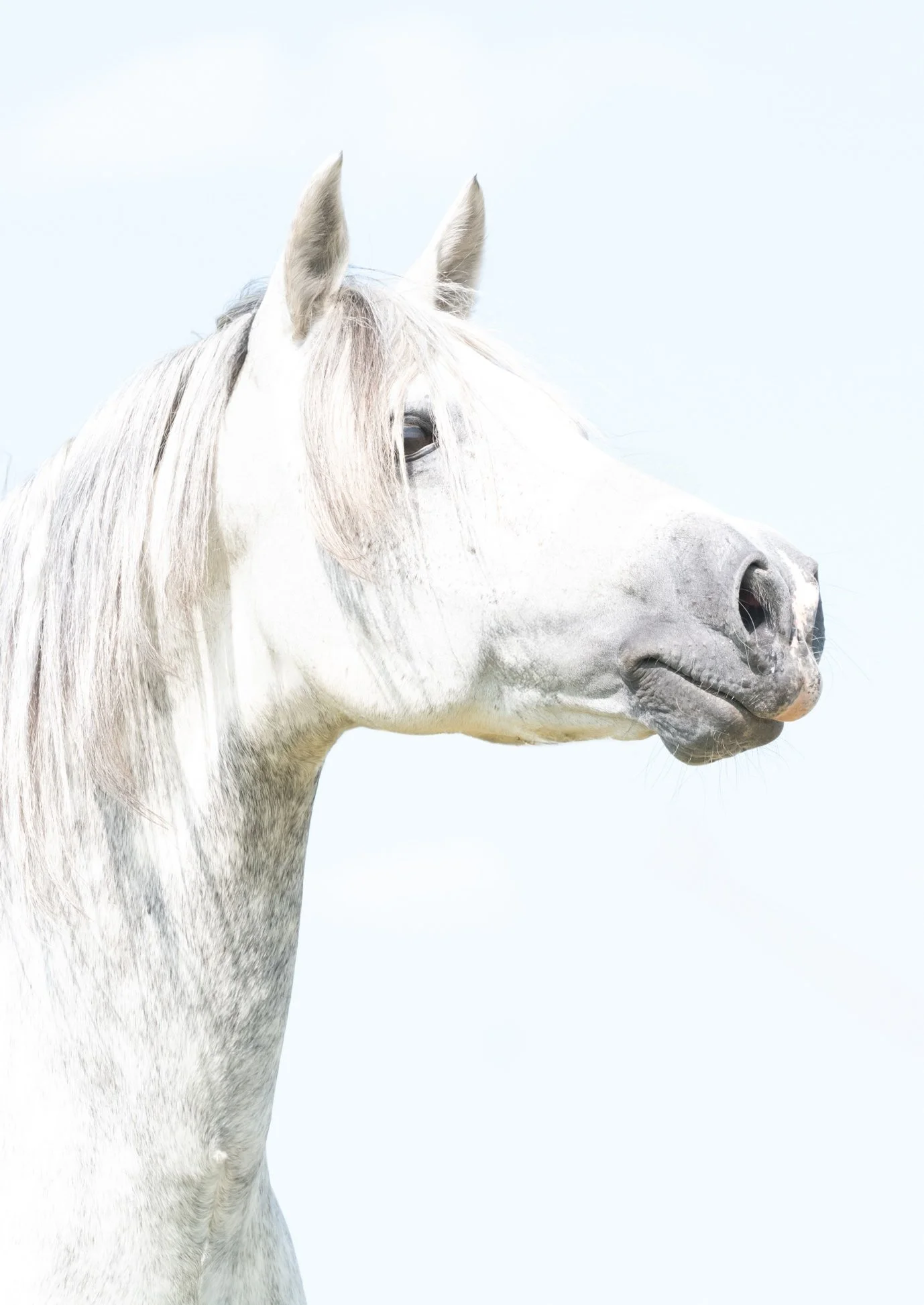 Close-up of a white horse's head facing to the right on a light sky background.
