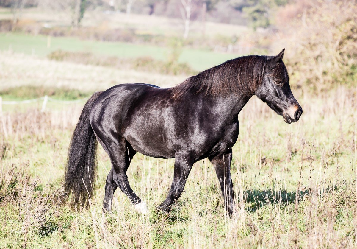 A black horse walking in a grassy field with trees and hills in the background.