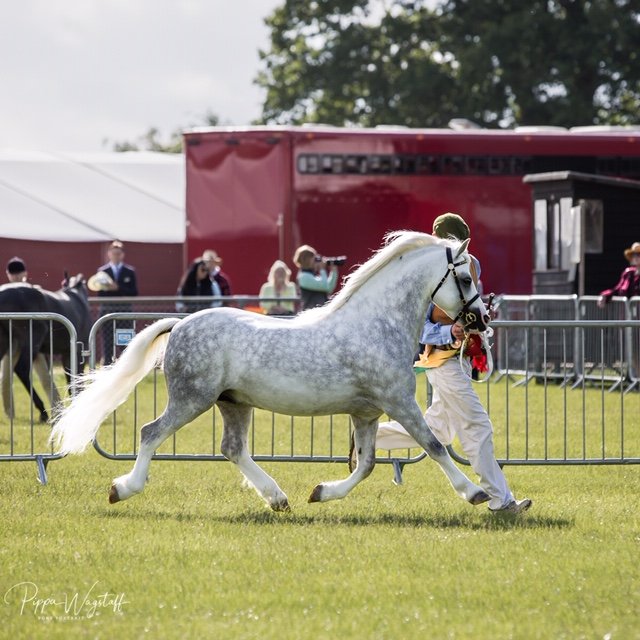 A white horse with a gray mottled coat running on grass, led by a person holding its bridle, at an outdoor event with spectators and tents in the background.