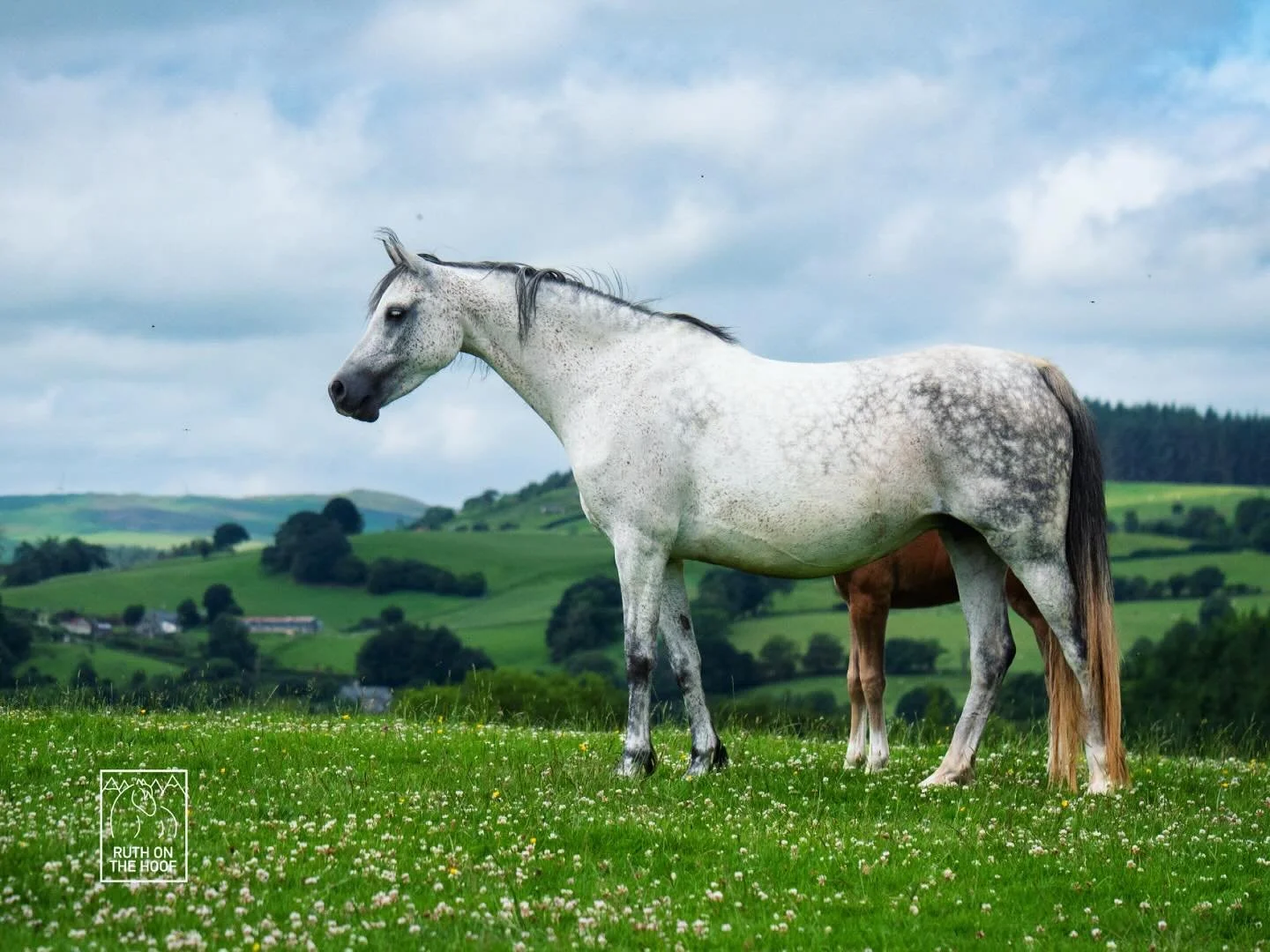 A white horse with gray spots standing on a grassy field filled with small white flowers, with rolling green hills and a cloudy sky in the background.