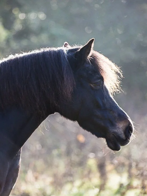 Close-up of a black horse's head with a flowing mane, outdoors with blurred natural background.