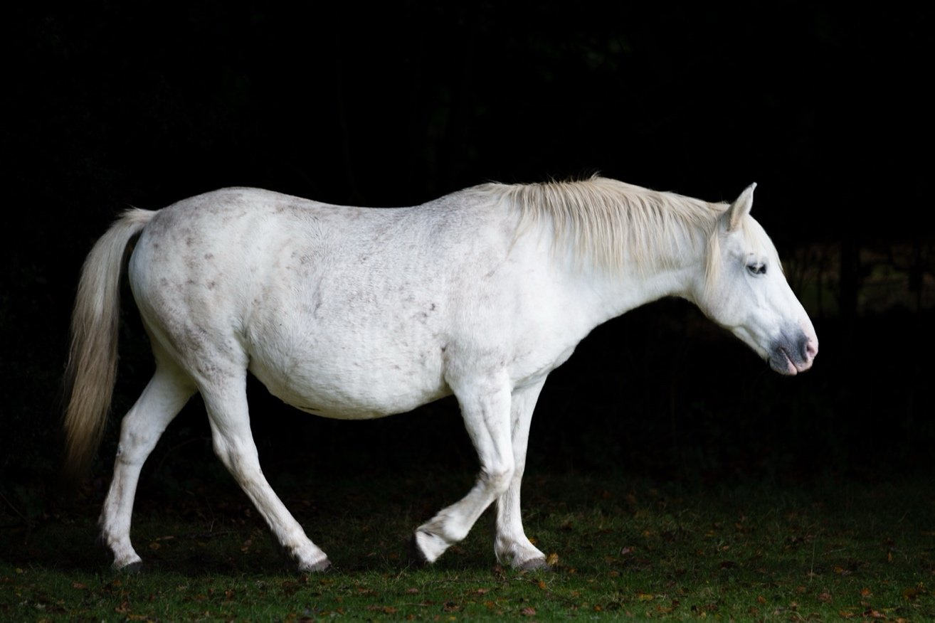 A white horse walking on green grass at night with a dark background.