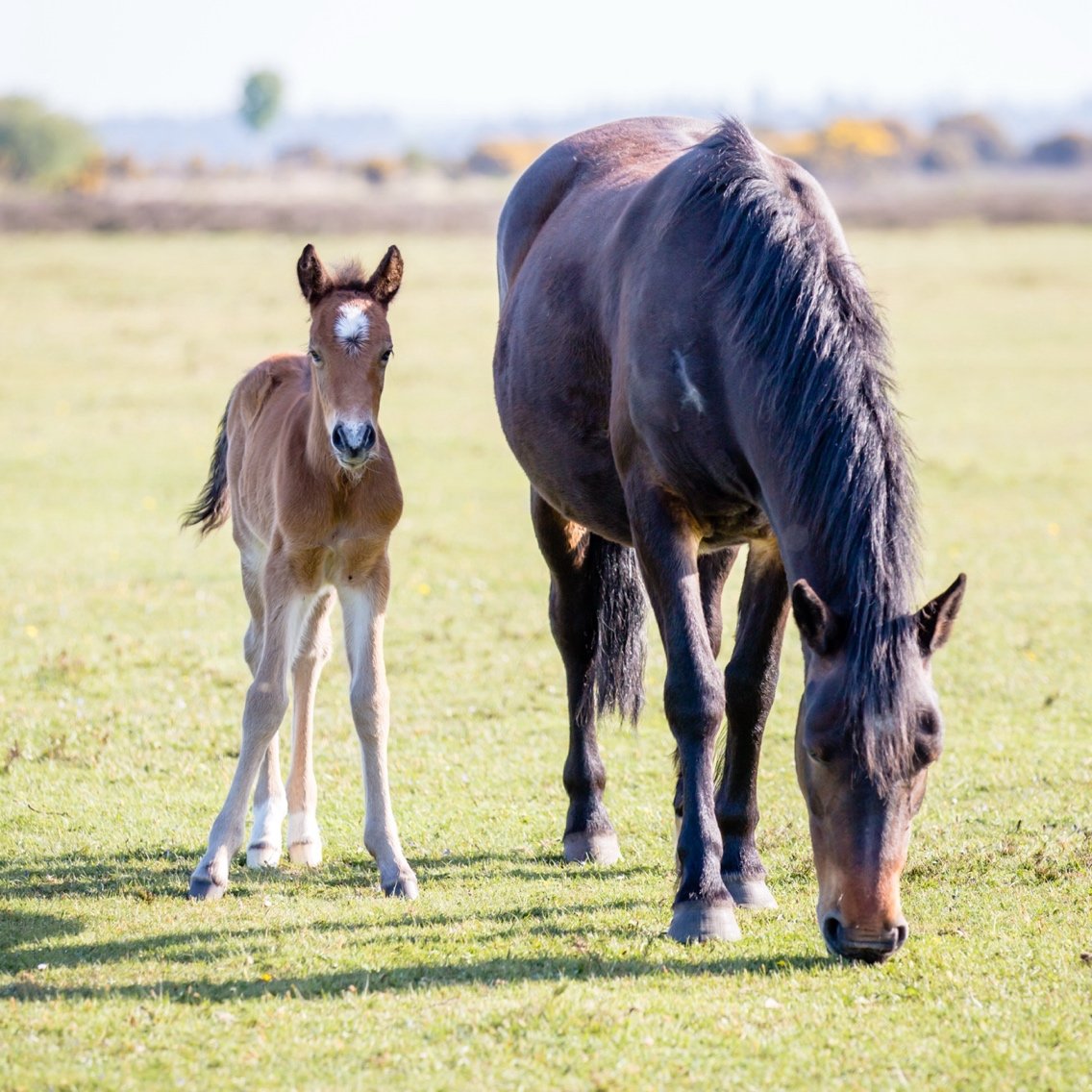 A foal and an adult horse grazing on a grassy field.
