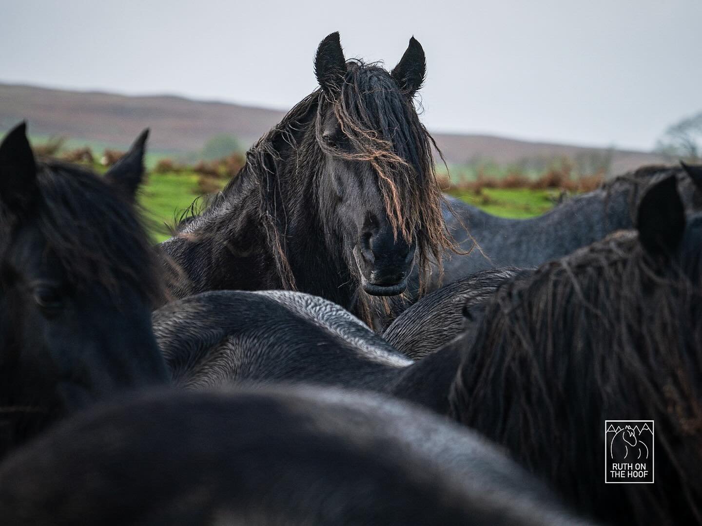 A herd of black horses on a green field with rolling hills in the background.