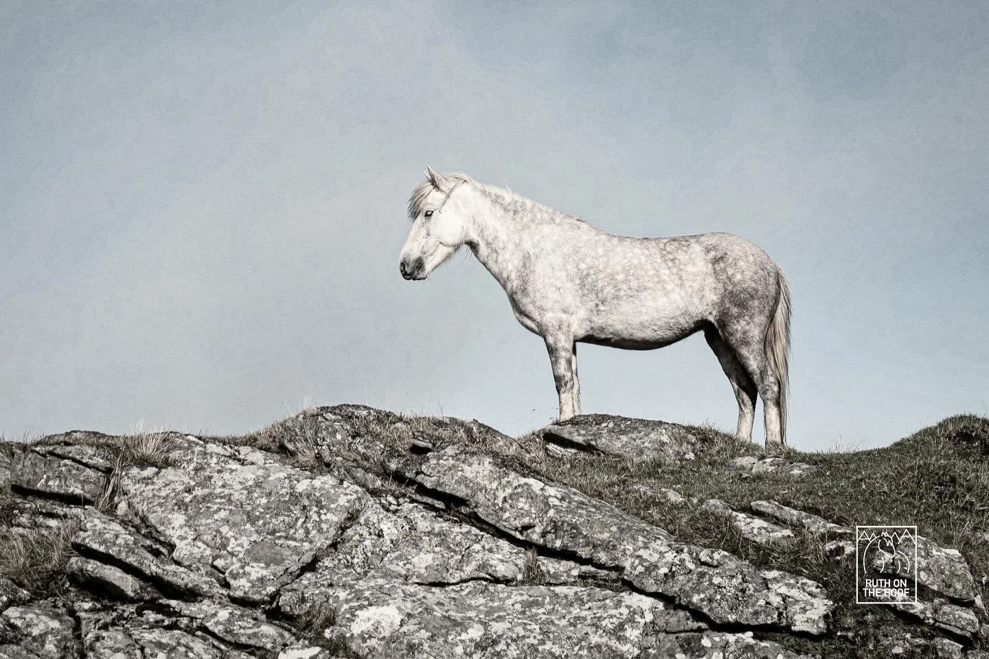 A white horse stands on rocky terrain with a pale sky background.