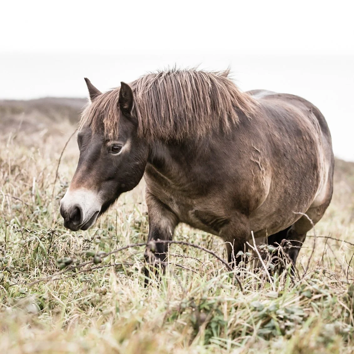 A brown pony grazing in a grassy field on an overcast day.