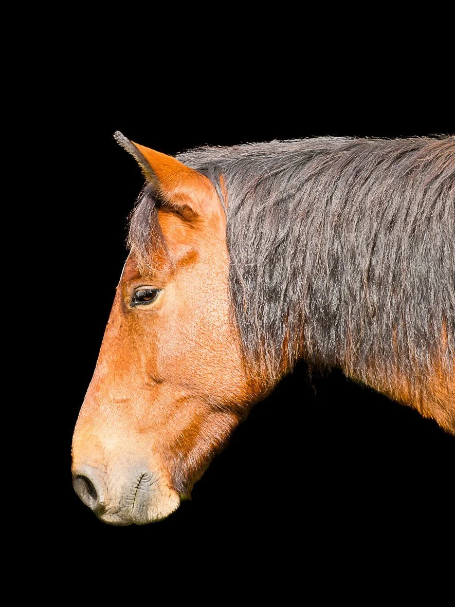 Side view of a brown horse with a dark gray mane against a black background.