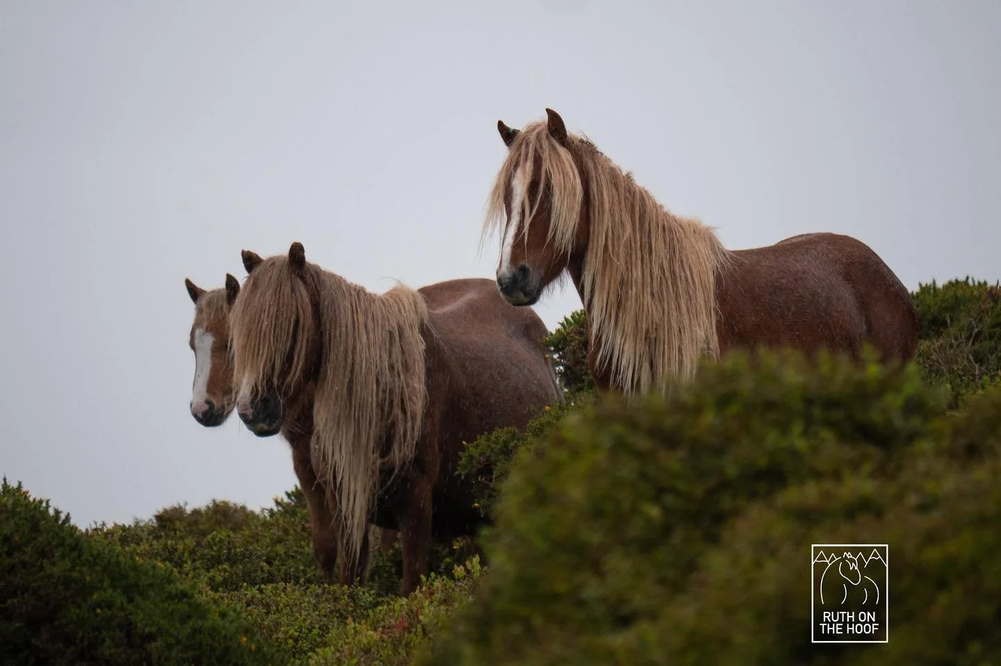 Three wild horses with long manes standing on a grassy hill with bushes, under an overcast sky.