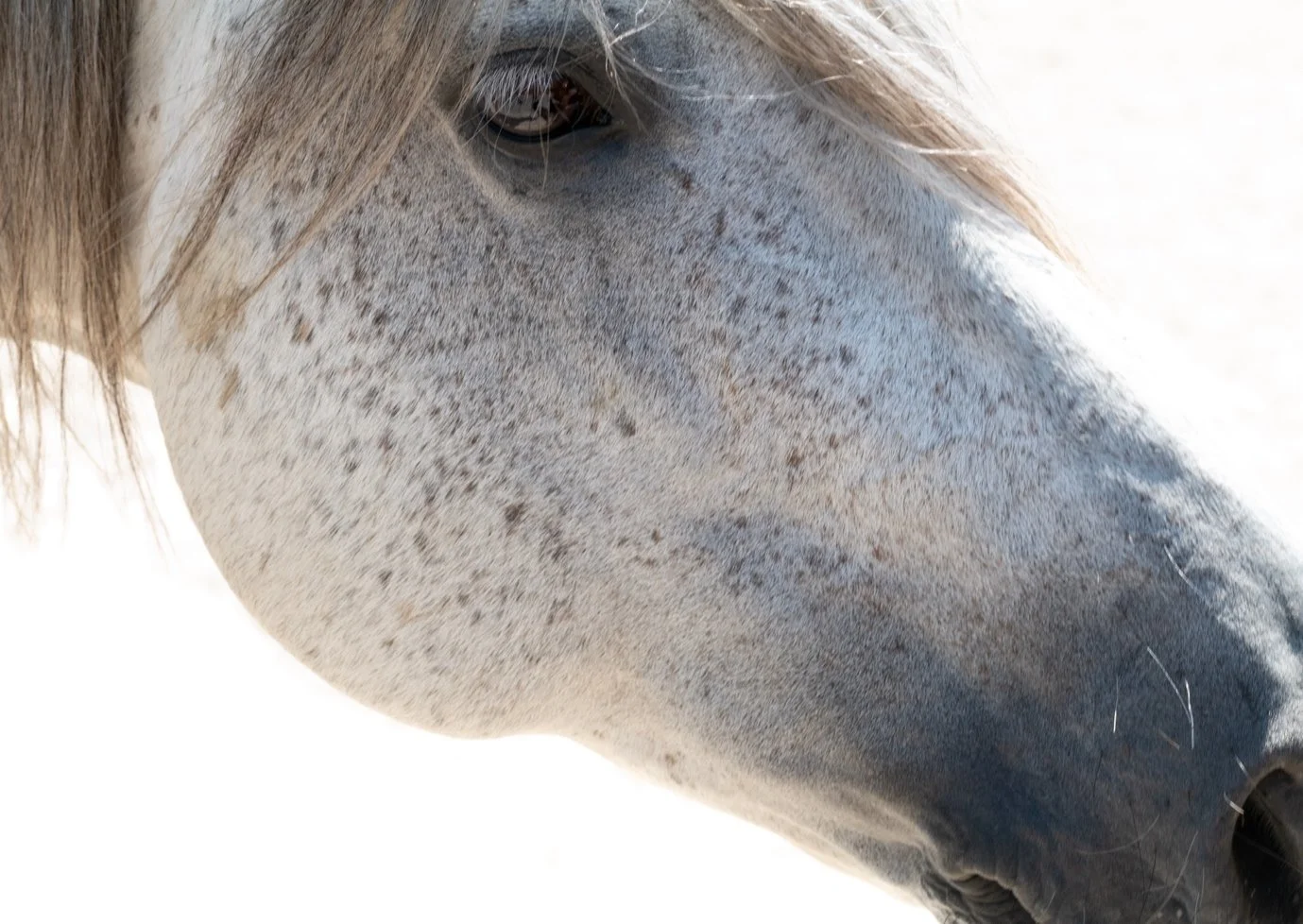 Close-up of a white horse's face and eye, with a light background.