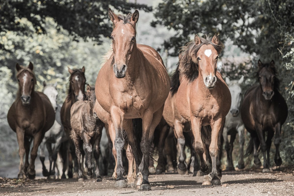 A herd of horses walking on a dirt path surrounded by trees.