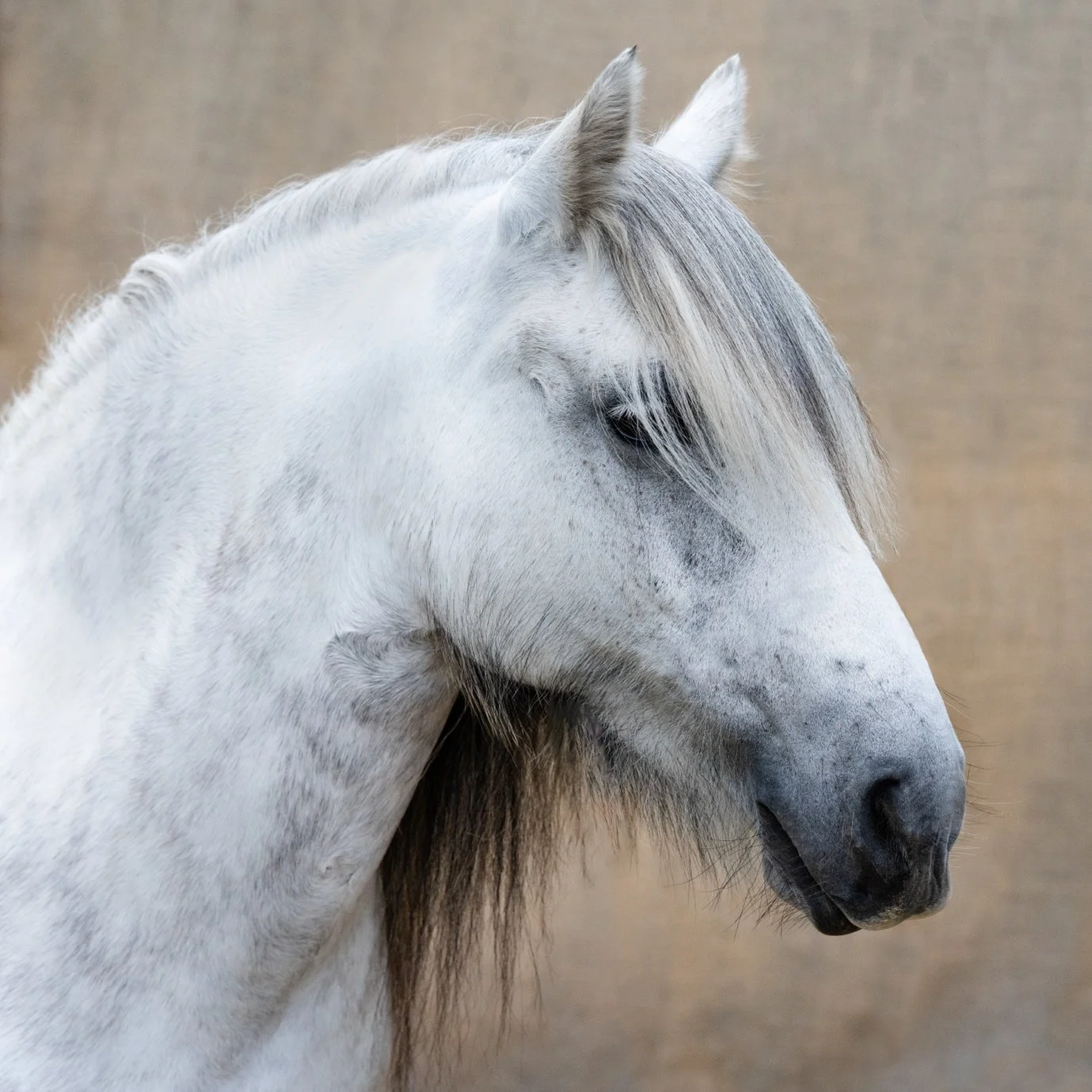Close-up of a white horse with a gray mane and dark eyes against a neutral background.