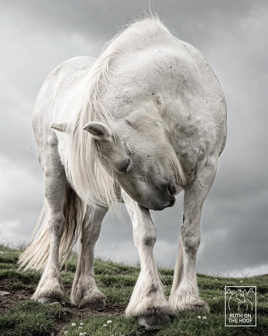 A white horse standing on grass with a cloudy sky in the background, head bowed.