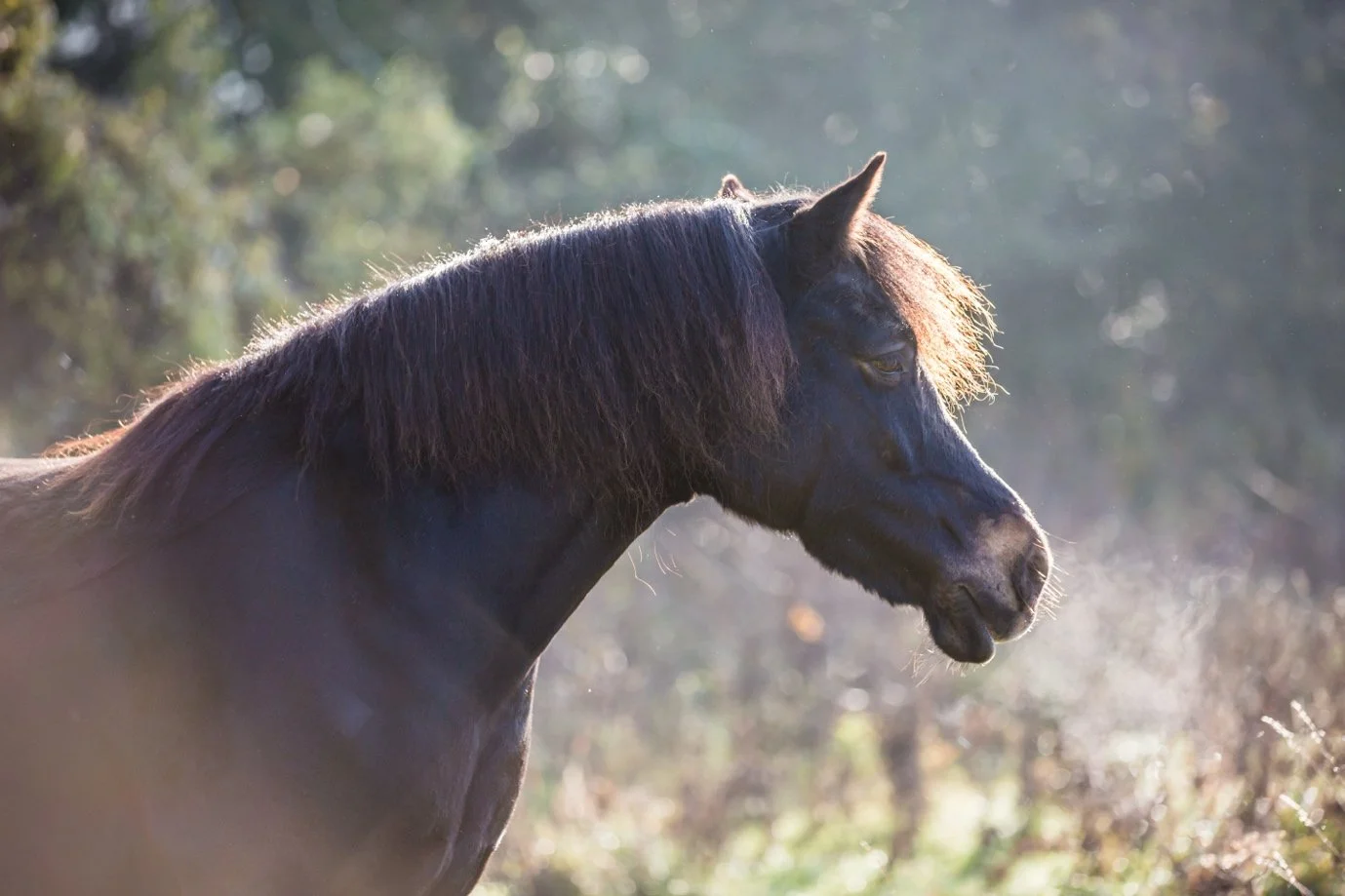 Black horse with a dark brown mane standing outdoors in sunlight, surrounded by blurred trees and foliage.