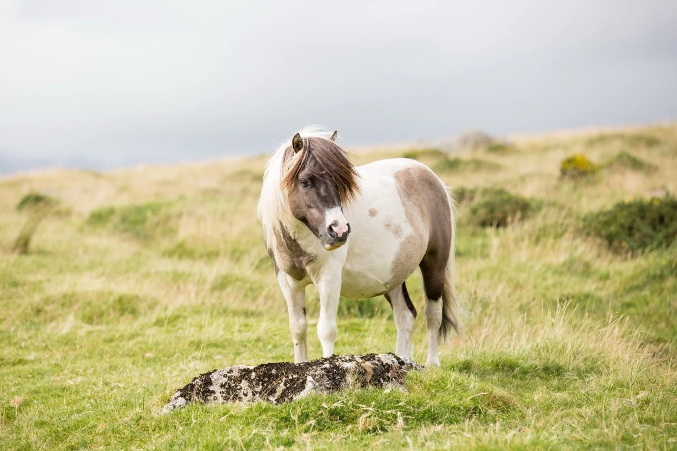 A white and brown pinto horse standing on a grassy field over a rock with hills in the background.
