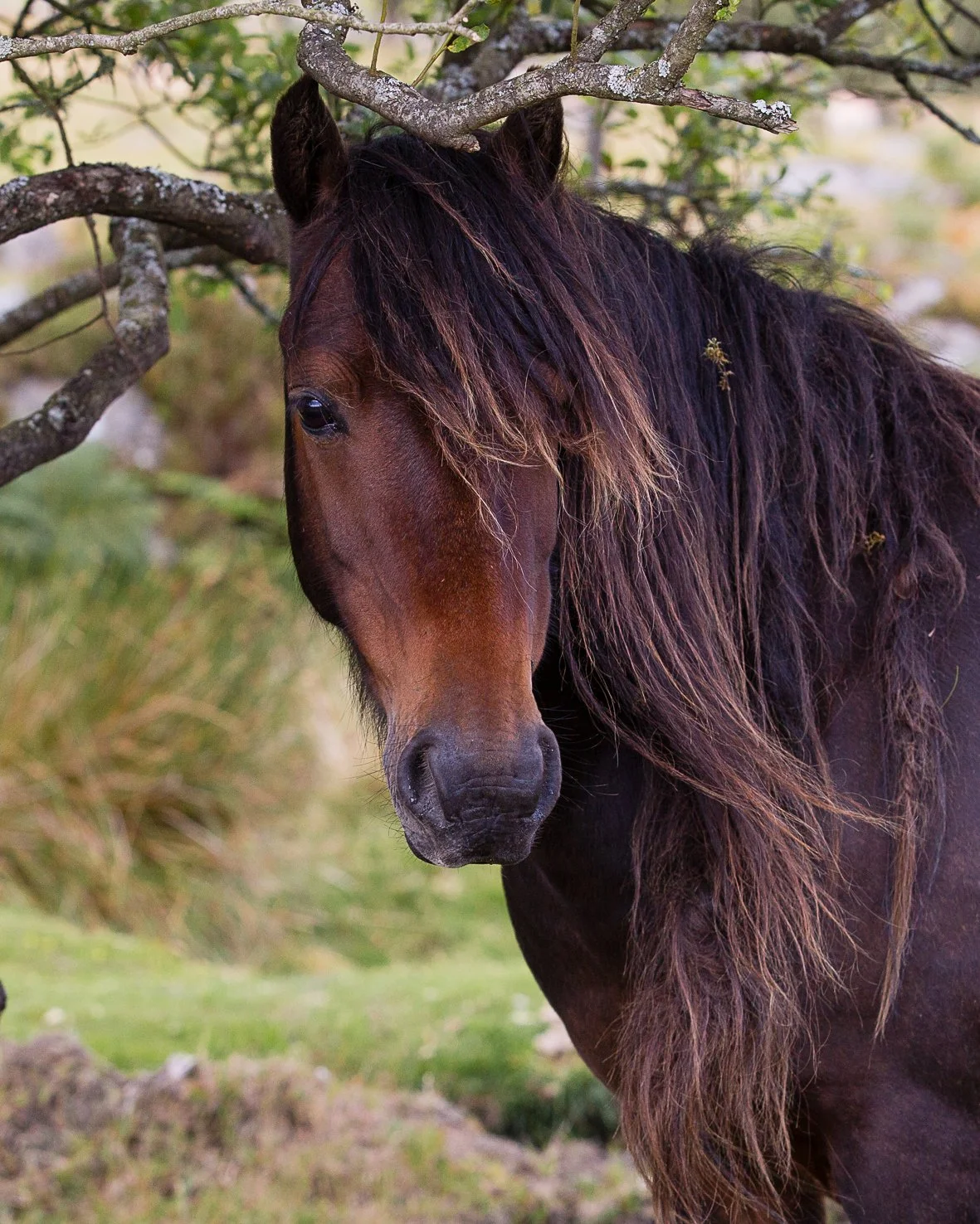 A brown horse standing outdoors near a tree with leafless branches, with grass and blurred greenery in the background.