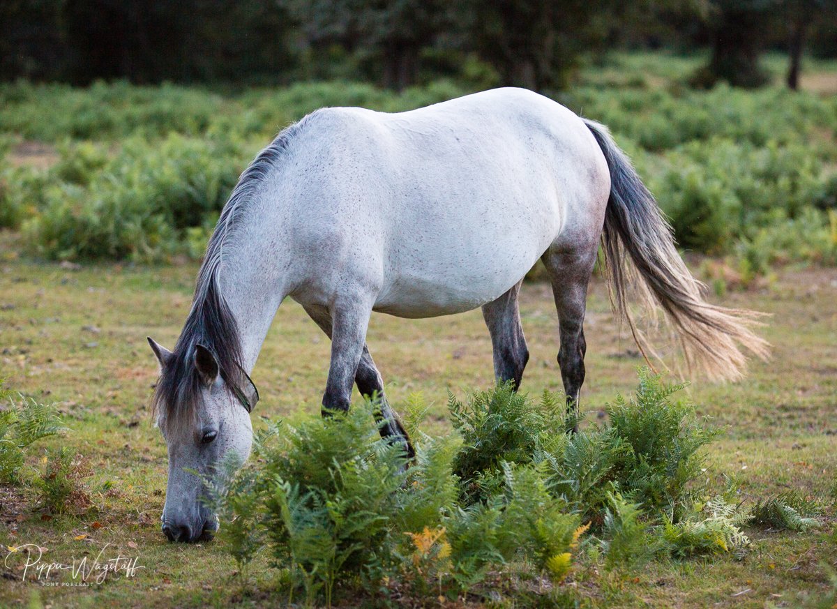 A white horse with black mane and tail grazing on green ferns in a grassy field with trees in the background.