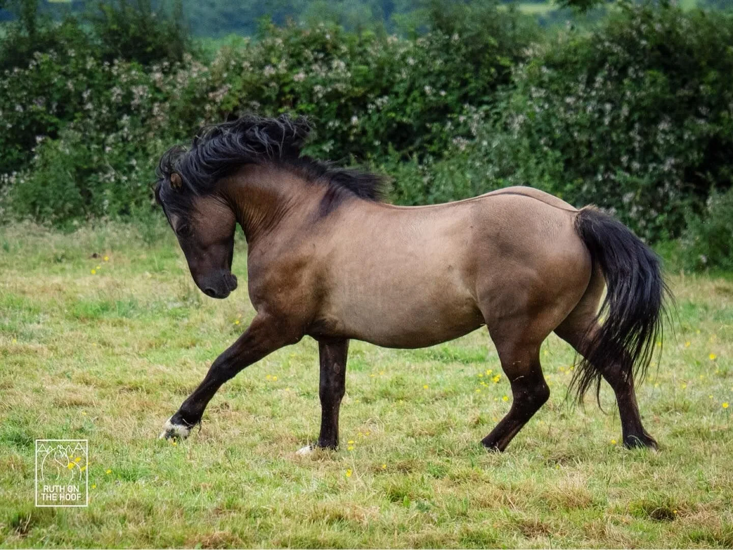A brown horse with a black mane and tail standing in a grassy field with bushes and trees in the background.