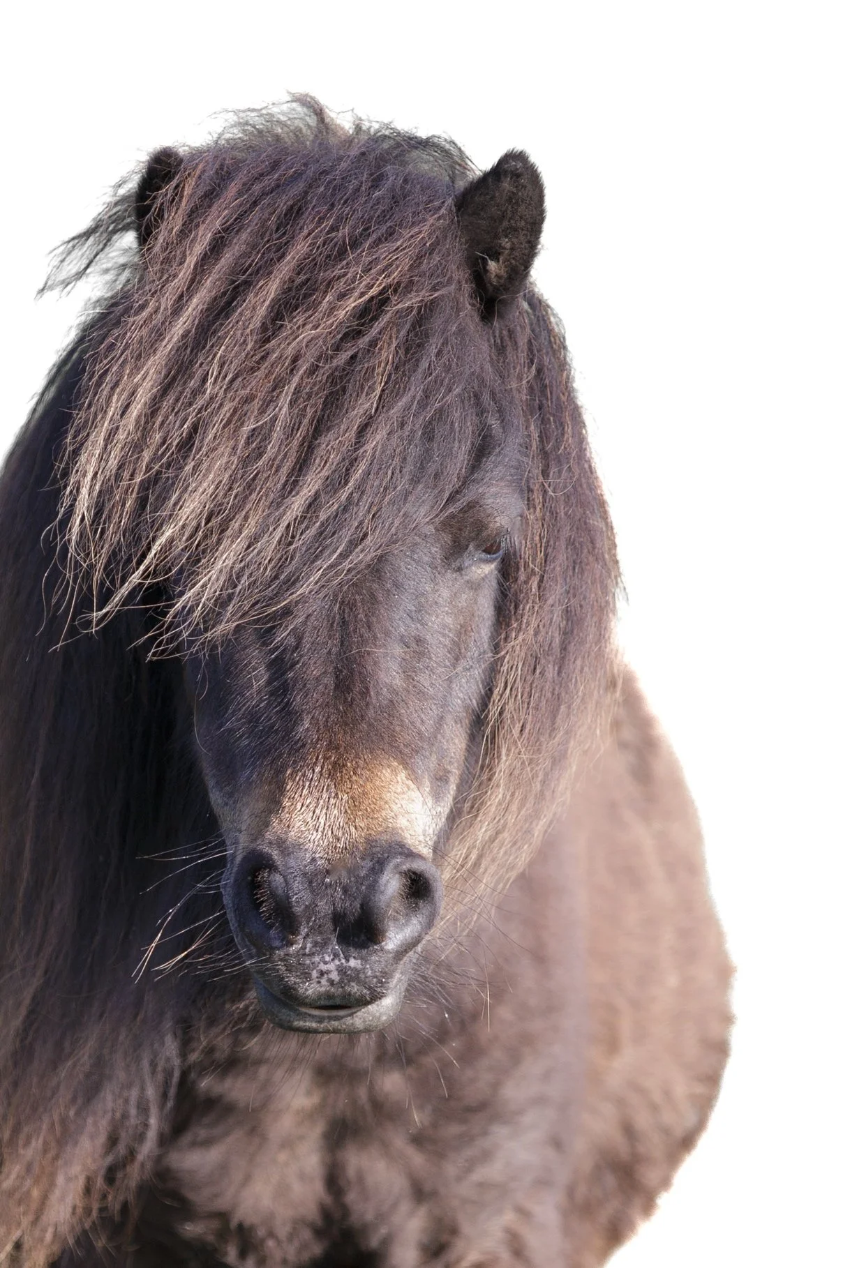 Close-up of a black horse with a thick, unkempt mane against a white background.