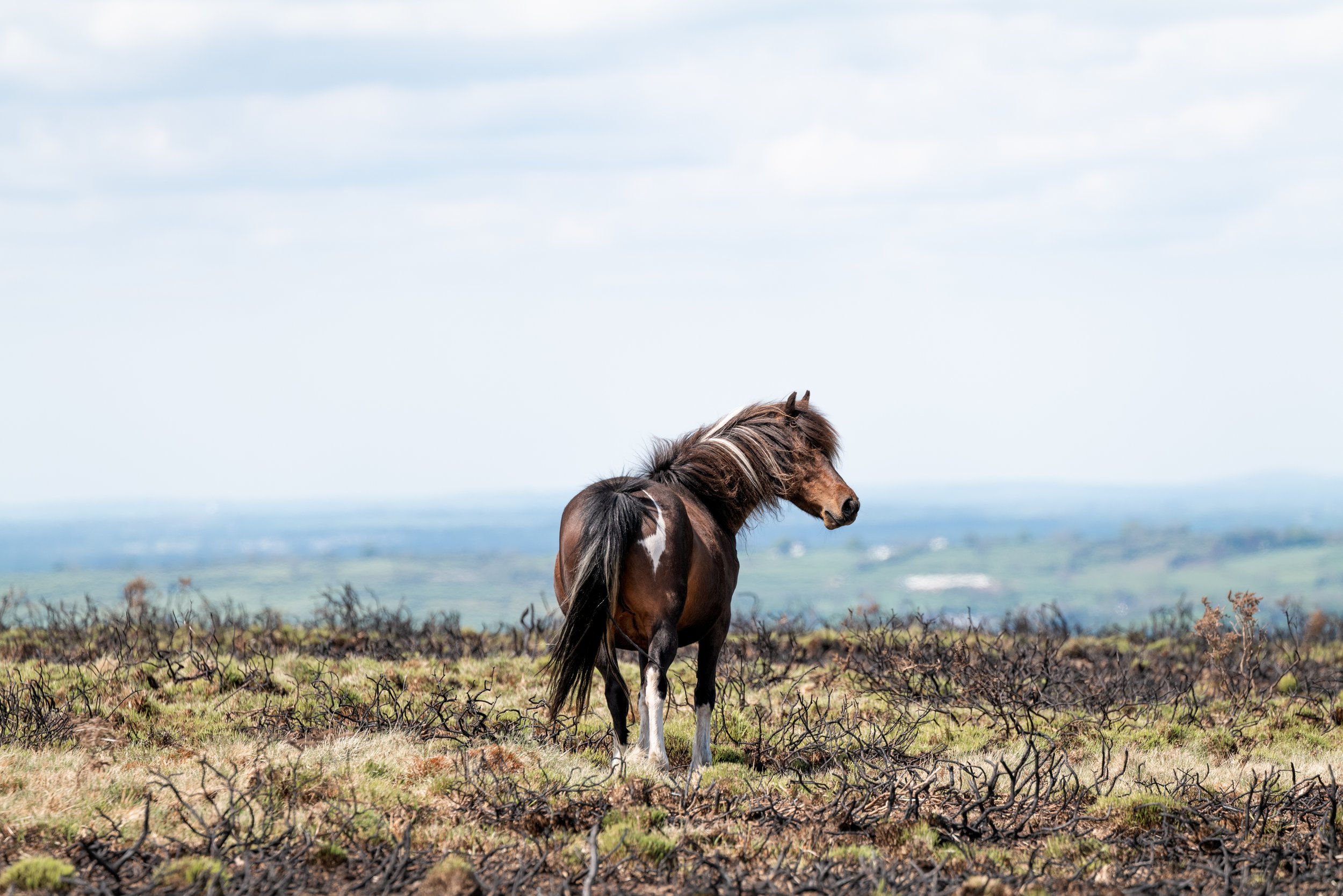 A brown and white horse standing in a field with burnt or dry plants, under a partly cloudy sky, with distant hills in the background.