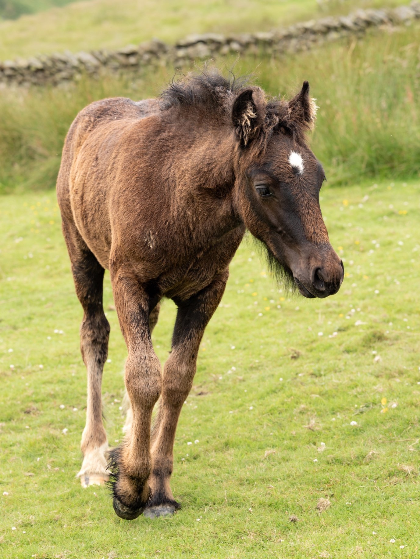 A young brown foal standing on green grass, with a white mark on its forehead, in a field with a stone wall in the background.
