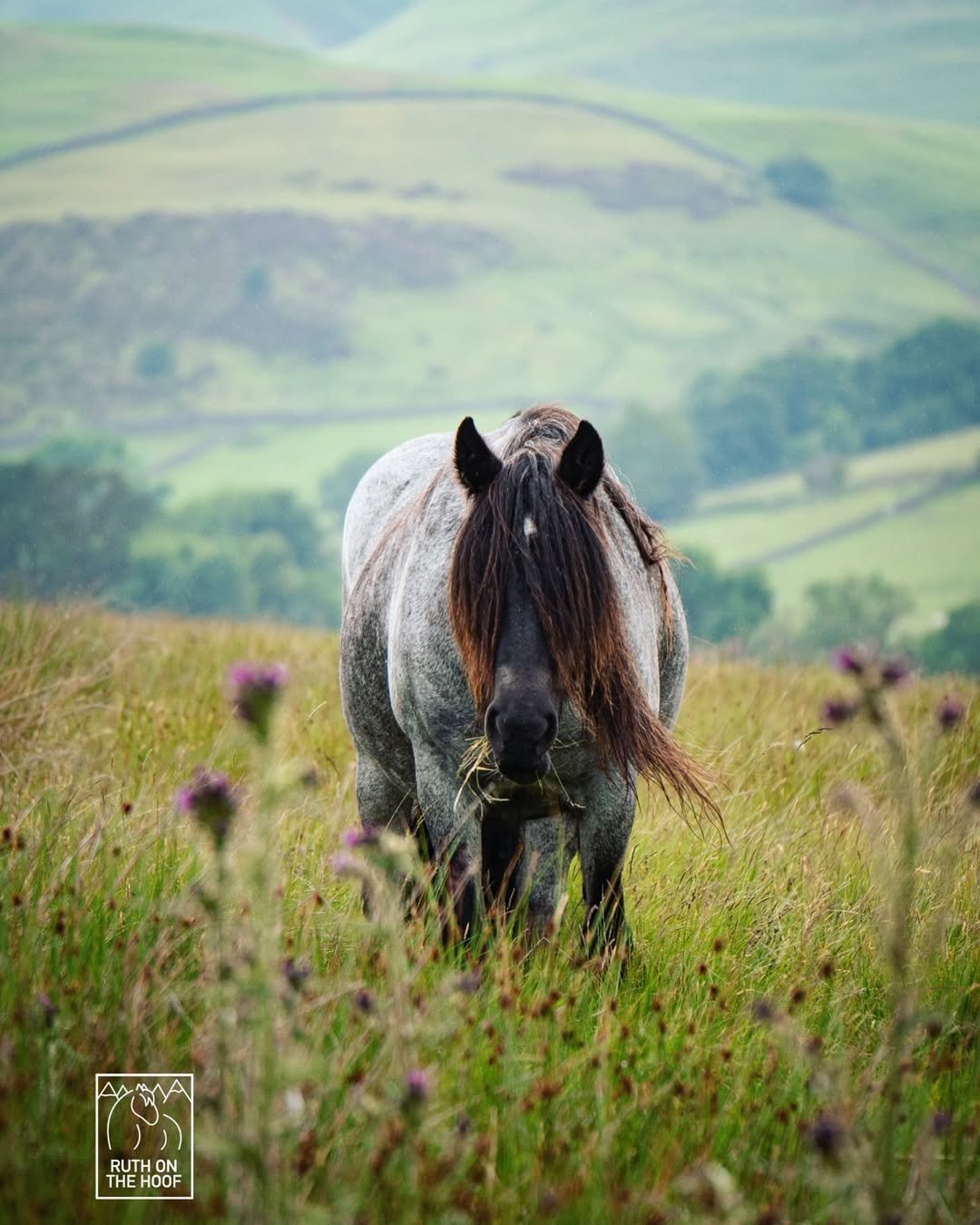 Gray horse with a dark mane standing in a grassy field with purple flowers, rolling green hills and misty mountains in the background.