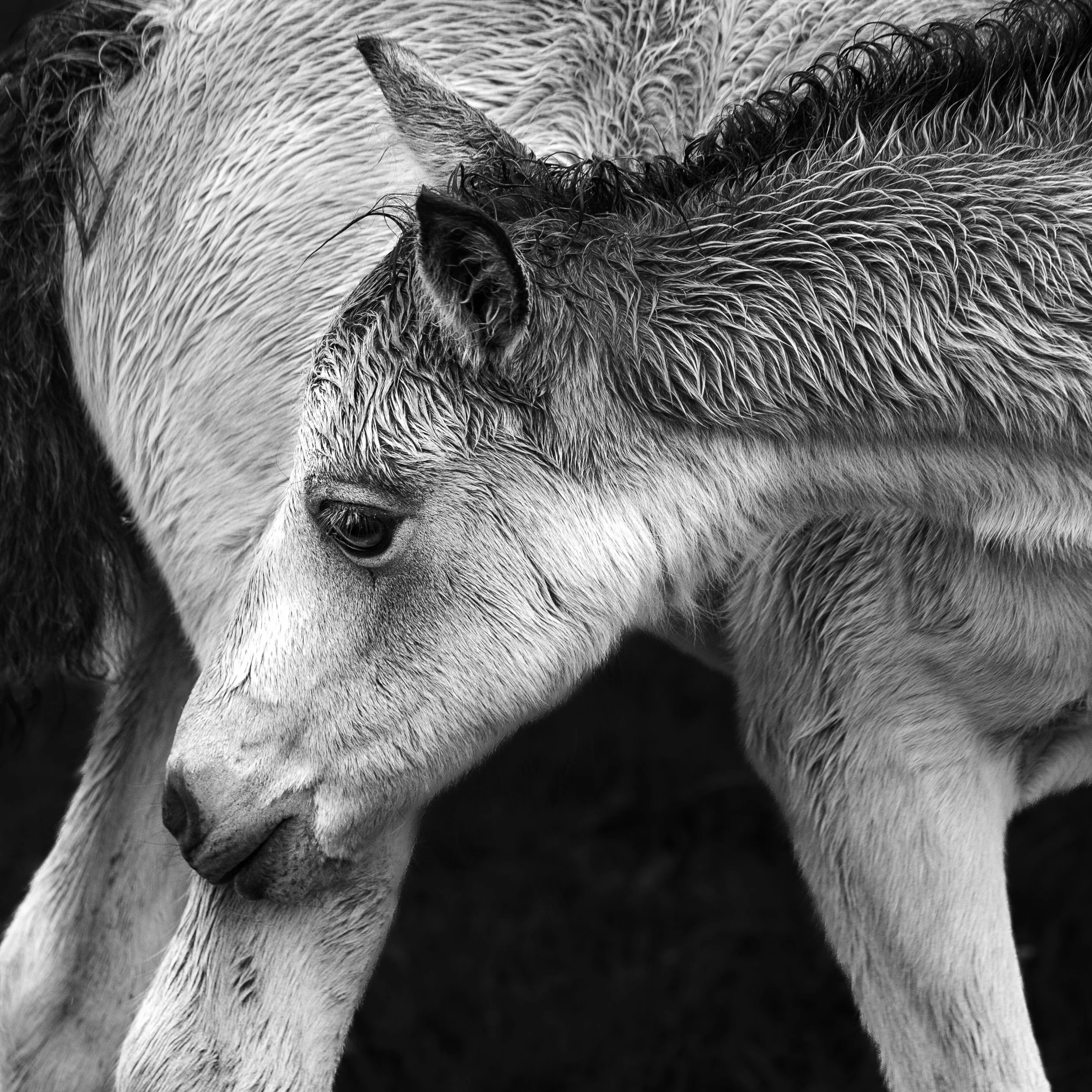 Close-up black and white photograph of a young wolf pup with wet fur, looking downward.