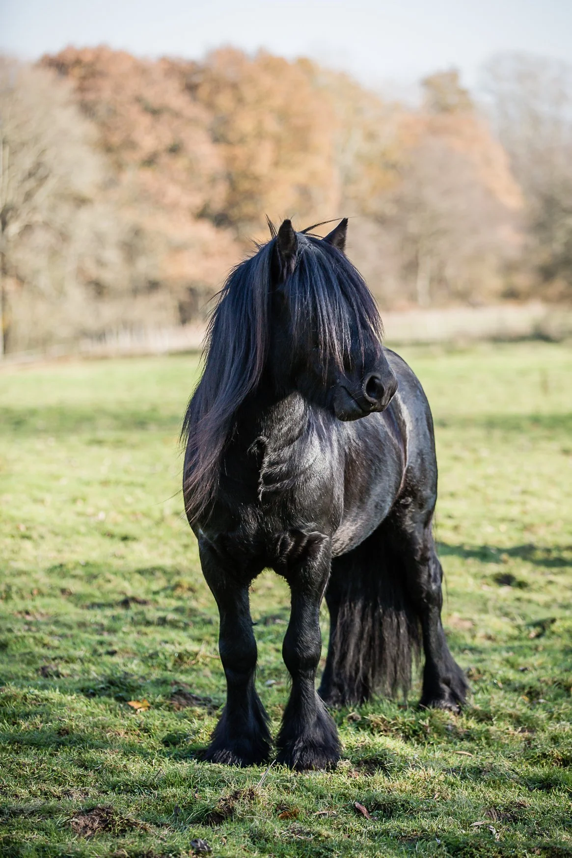 A black horse standing in a grassy field with autumn-colored trees in the background.