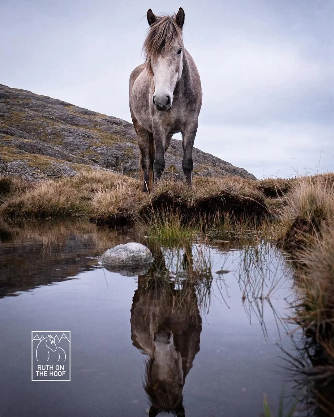 A gray horse standing on a grassy hillside next to a small pond, with its reflection visible in the water and a rocky mountain in the background.