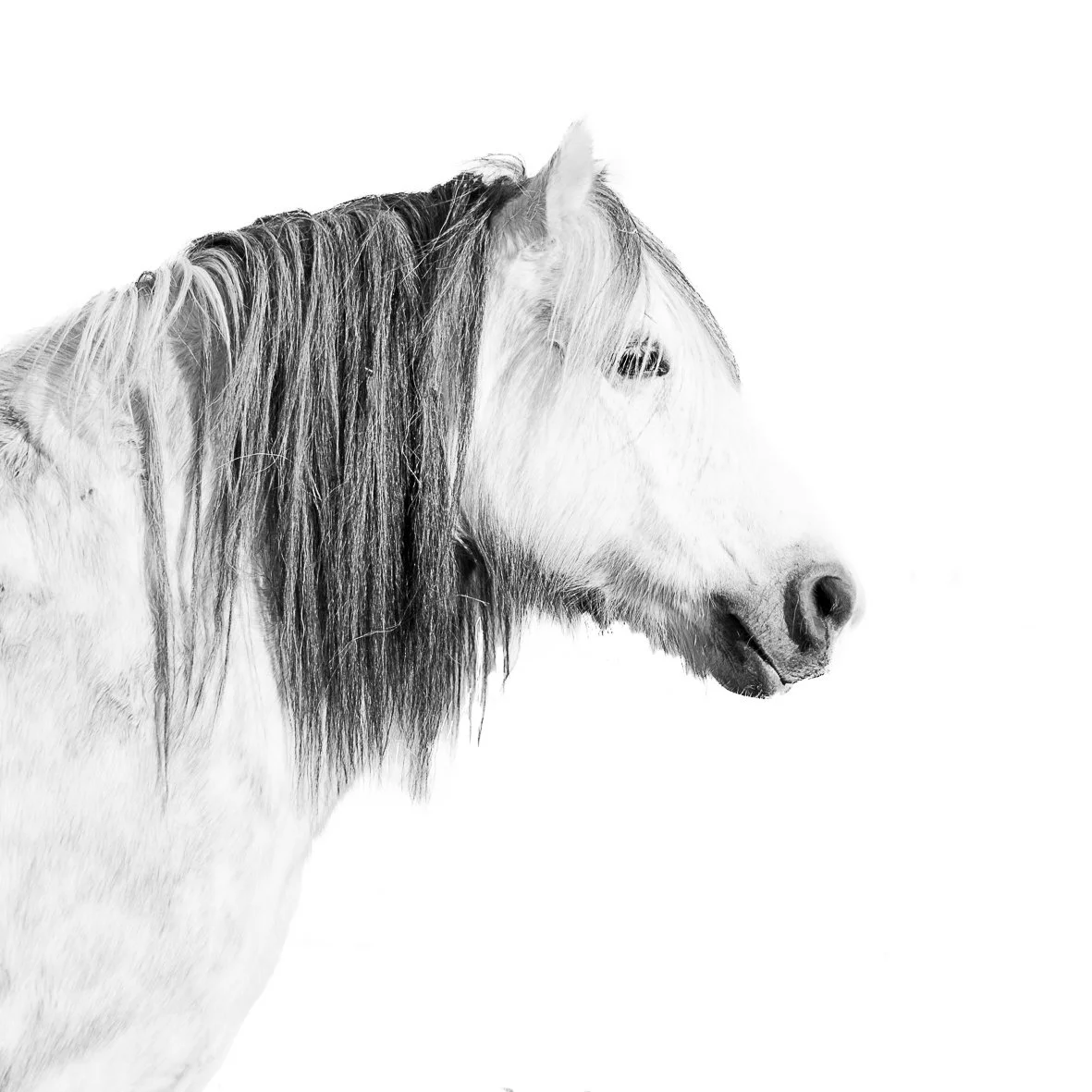 Black and white close-up photograph of a horse's head facing right, with a plain white background.
