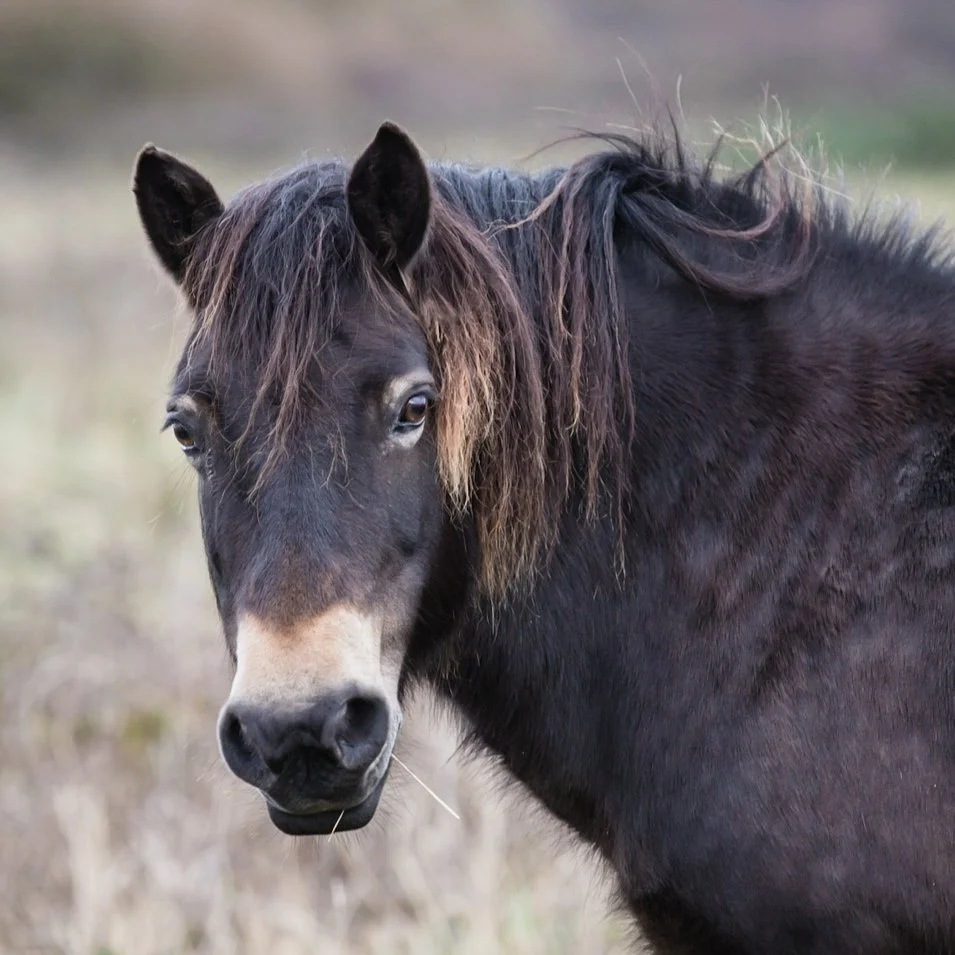 Close-up of a black horse with a dark mane standing outdoors in a field.