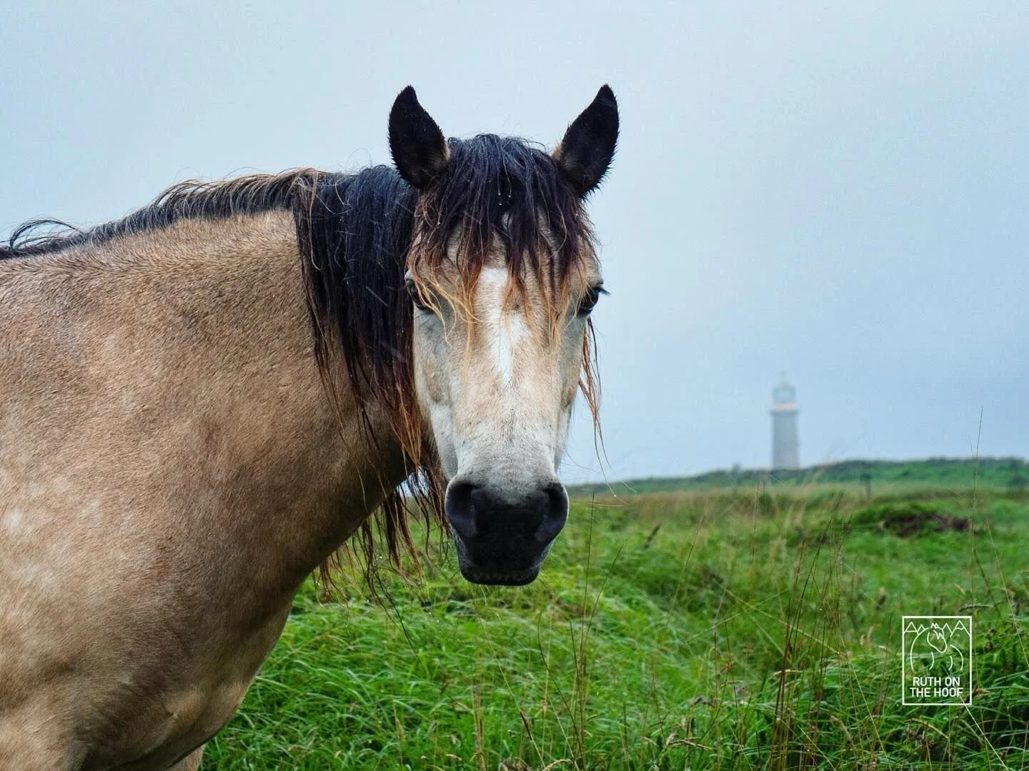 A close-up of a light brown horse with a dark mane and a white mark on its face, standing in a green field with a lighthouse in the background under an overcast sky.