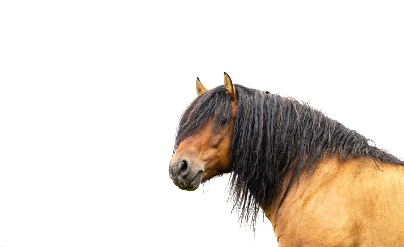A brown horse with a long black mane against a white background.