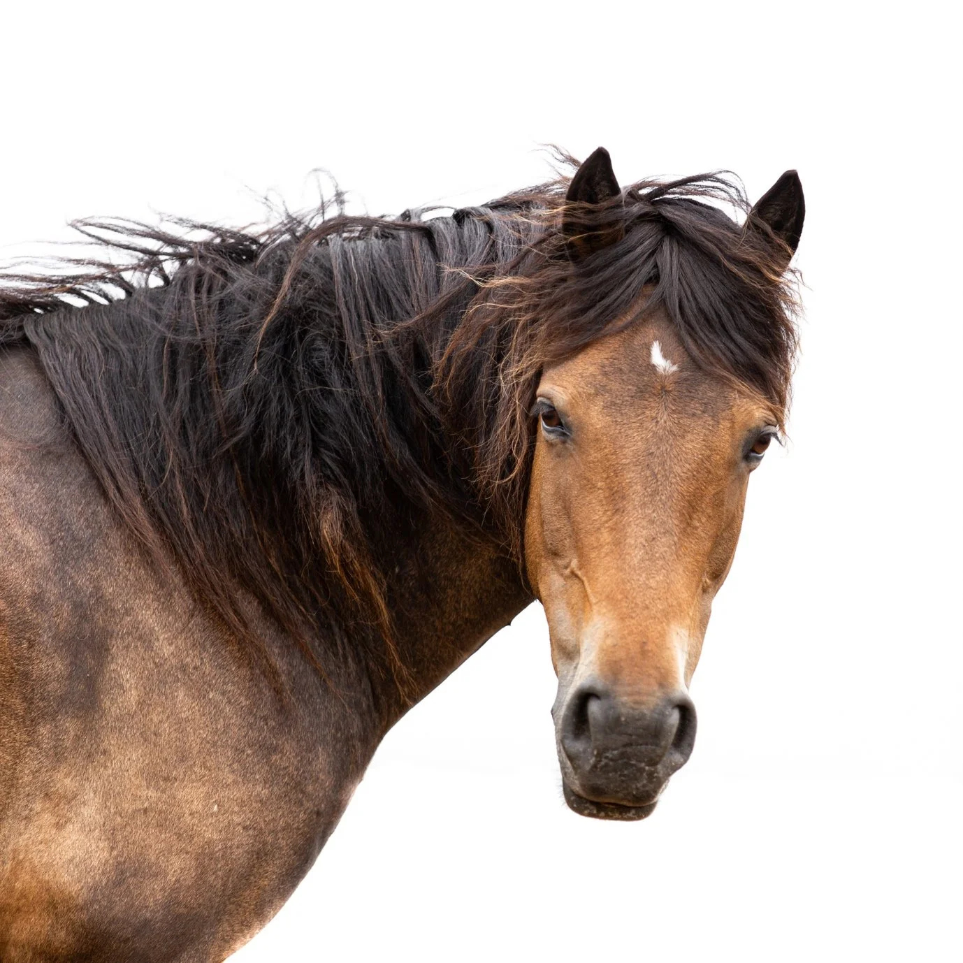 Close-up of a brown horse with a black mane and a white star-shaped mark on its forehead, staring at the camera against a white background.