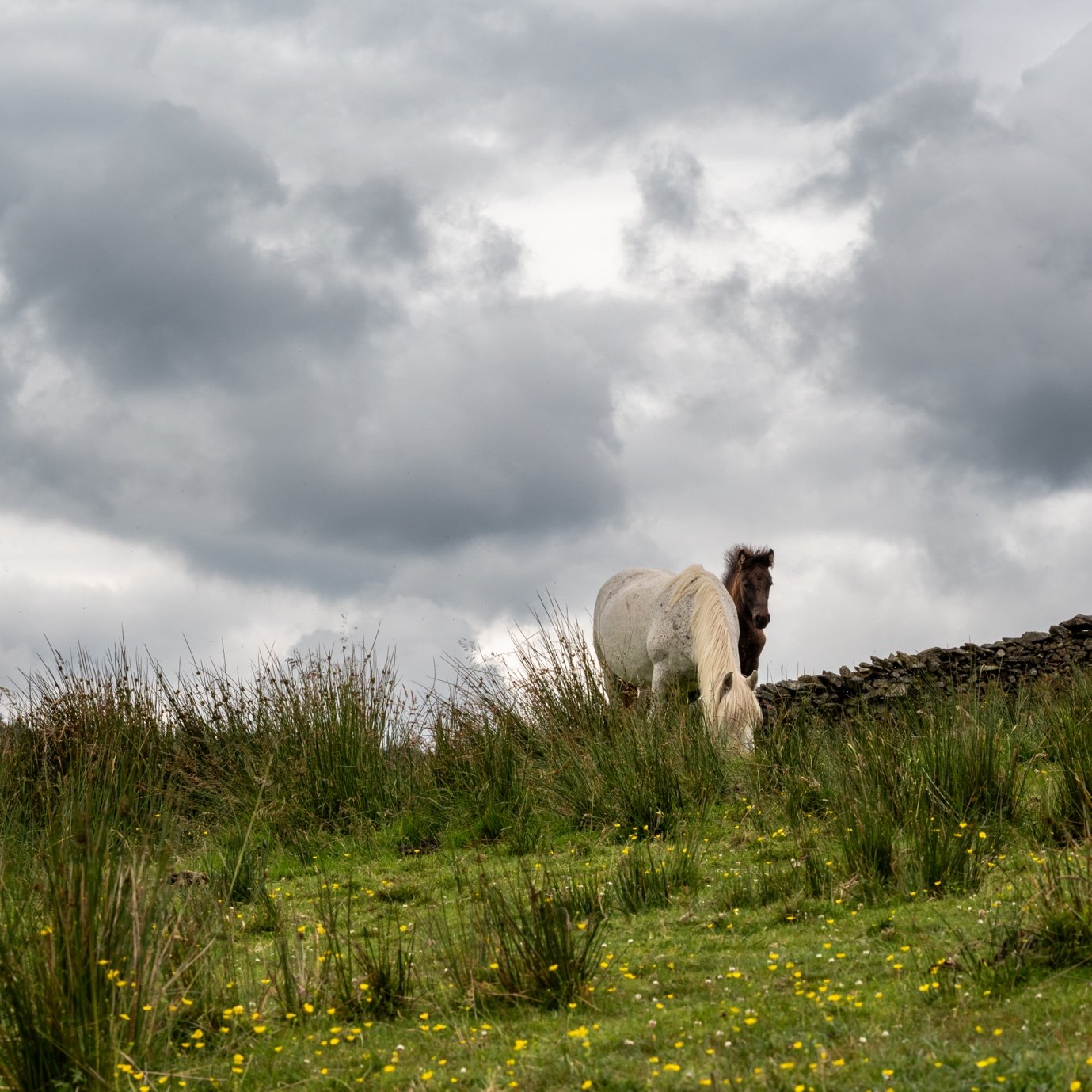 Two horses grazing on a grassy field with yellow flowers under a cloudy sky, with a stone wall in the background.