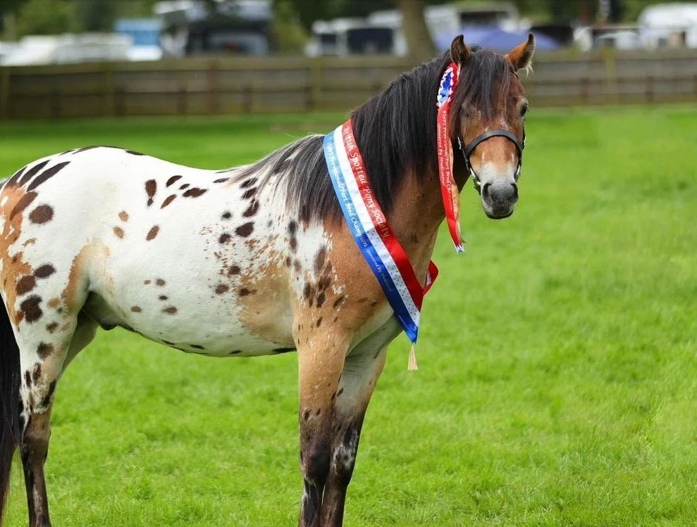 A paint horse with brown and white coat standing on green grass, wearing red, white, and blue ribbons around its neck.