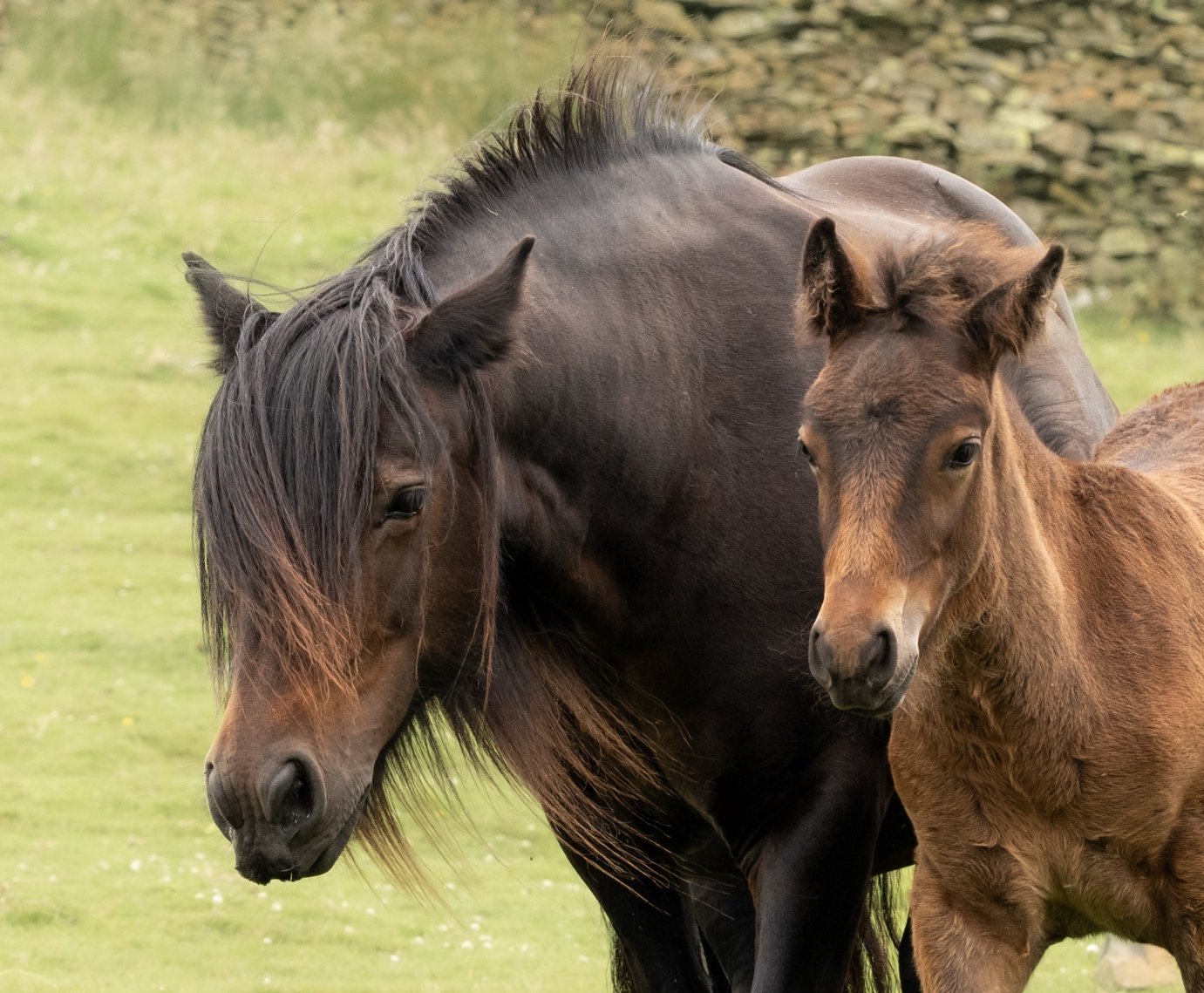 Two horses, a dark brown one and a light brown one, standing close together in a grassy field with a stone wall in the background.