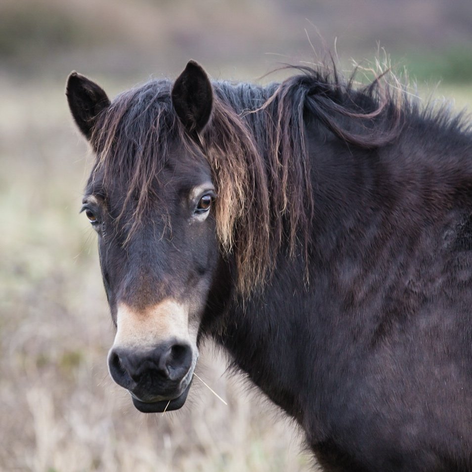 Close-up of a black horse with a brown mane standing outdoors.